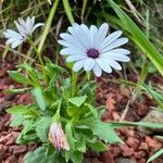 Osteospermum ecklonis Blomma