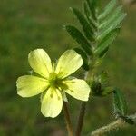 Tribulus terrestris 花