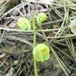 Pyrola chlorantha Flor