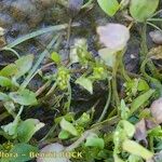 Ranunculus lateriflorus