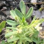 Ononis biflora Leaf