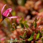 Vaccinium microcarpum Habitus