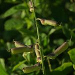 Crotalaria retusa Meyve