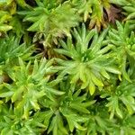 Azorella trifurcata 葉