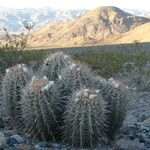 Ferocactus cylindraceus Foglia