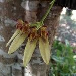 Bulbophyllum longiflorum Fleur