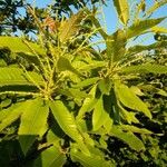 Castanea sativa Likasa