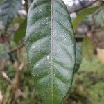 Quassia amara Hoja