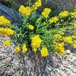 Solidago virgaureaFlower