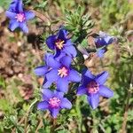 Lysimachia monelliFlower