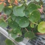 Pilea peperomioidesLapas