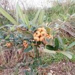 Pyracantha angustifolia Ffrwyth