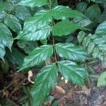 Tachigali melinonii Leaf
