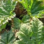 Gunnera tinctoria Habit