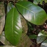 Aspidosperma myristicifolium Hoja