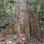 Julbernardia seretii Corteza