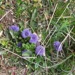 Globularia vulgaris ᱥᱟᱠᱟᱢ