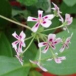 Pelargonium echinatum Cvet