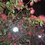 Calliandra tergemina পাতা