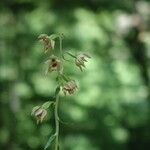 Epipactis leptochila 花