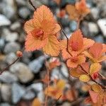 Betula nana Leaf