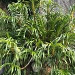 Grammatophyllum speciosum Buveinė