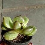 Sedum hernandezii Foglia