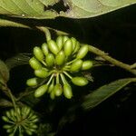Guatteria panamensis Fruitua