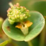 Euphorbia duvalii Blüte