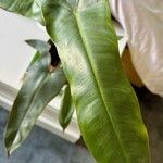 Philodendron atabapoense Blatt