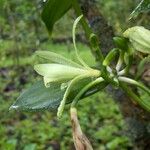 Vanilla planifolia Virág