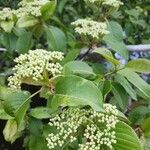 Viburnum lentago ഇല