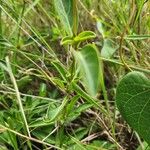 Barleria eranthemoides Frunză