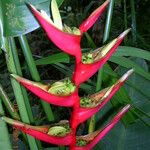 Heliconia farinosa Vivejo