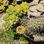 Cylindropuntia imbricata Flower