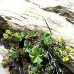 Alchemilla fissa Blad