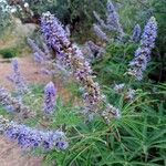 Vitex agnus-castusफूल