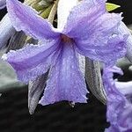 Clematis heracleifolia Цветок