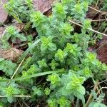 Cruciata pedemontana 葉
