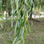 Salix × pendulina Feuille