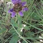 Prunella grandiflora Blomma