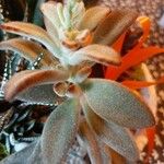 Kalanchoe tomentosa 葉