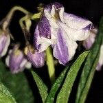 Solanum muricatum Λουλούδι