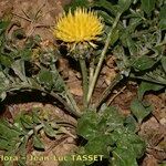 Centaurea acaulis Hábito