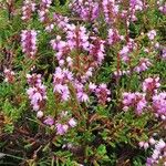 Calluna vulgaris Flower