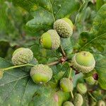 Quercus robur Fruit