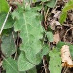 Hieracium glaucinum برگ