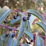 Aristotelia chilensis Fruchs