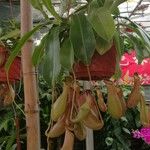 Nepenthes mirabilis Агульны выгляд