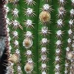 Cleistocactus spp. Flor